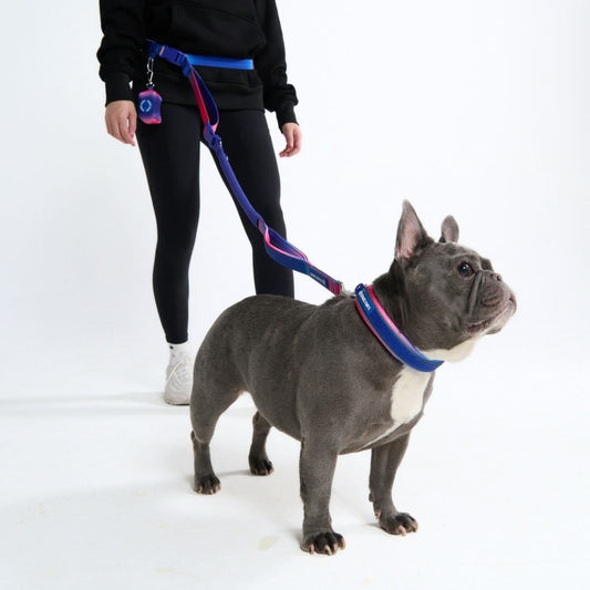 Multipurpose Seatbelt Handsfree Leash & Poop Bag Holder Set - Snow Cone