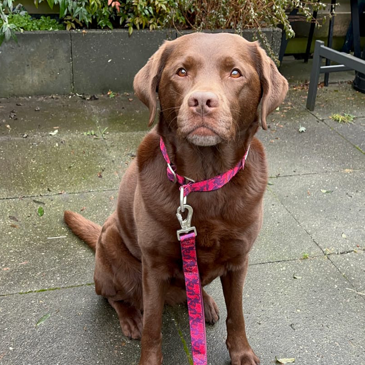 Fuchsia Camo Martingale Collar||size:A,B,C,D,E