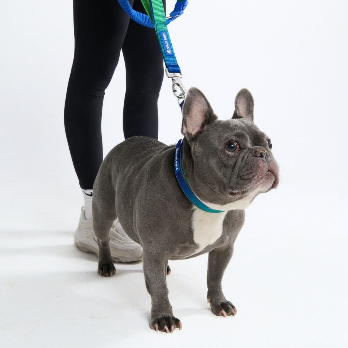 Lime Wave Martingale Collar||size:A,B