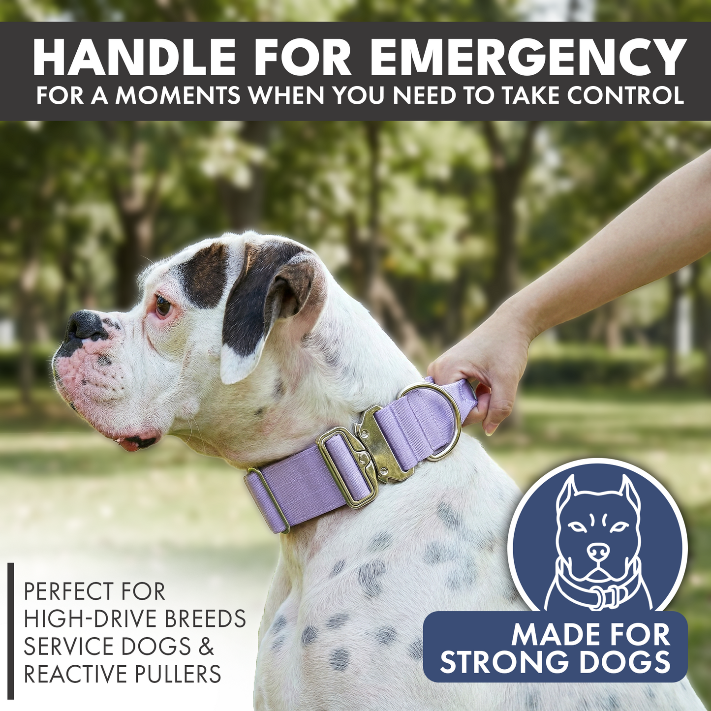 Lilac Collar