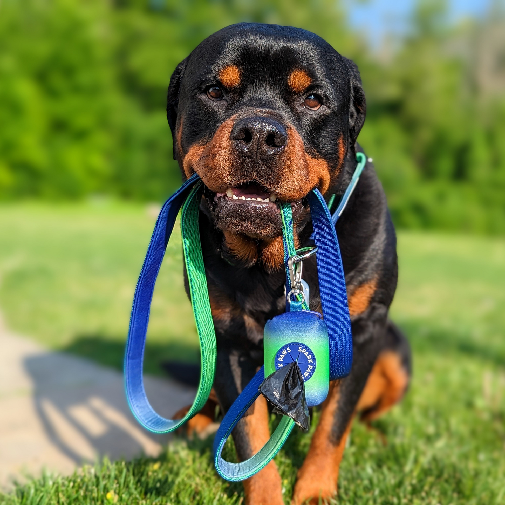 Lime Wave Collar