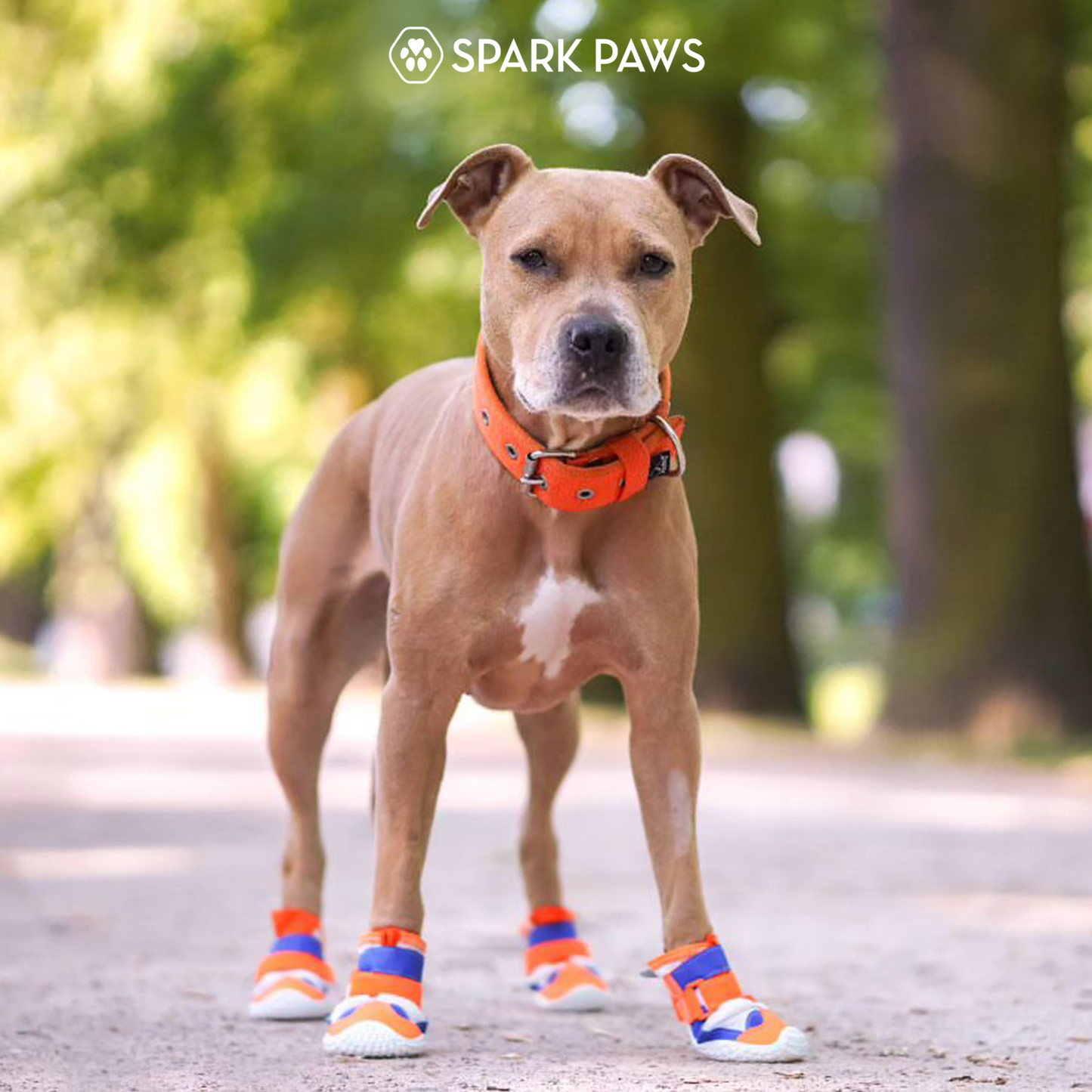 Orange Blue Shoes