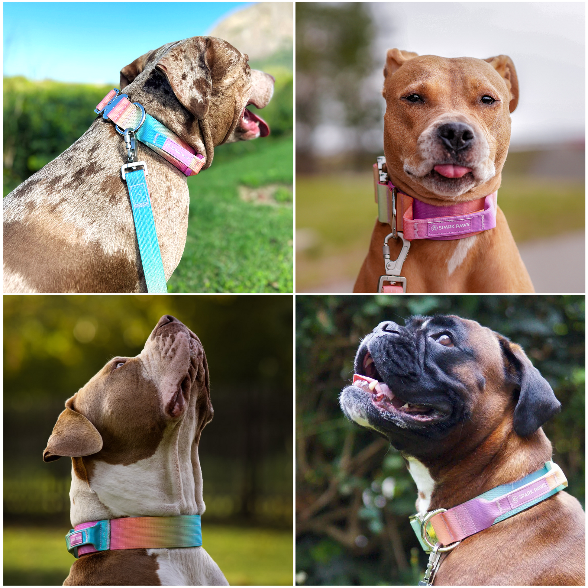 Comfort Control Collar - Pastel Icing