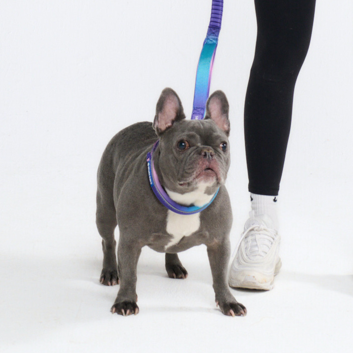Multipurpose Seatbelt Handsfree Leash & Poop Bag Holder Set - 90s Retro