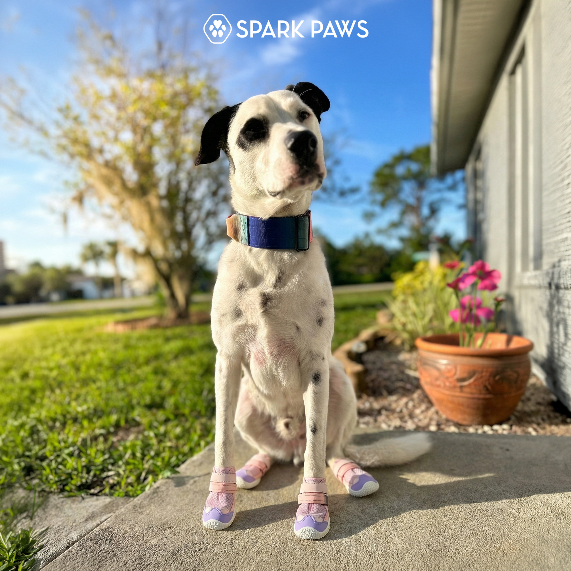 Pink Purple Shoes